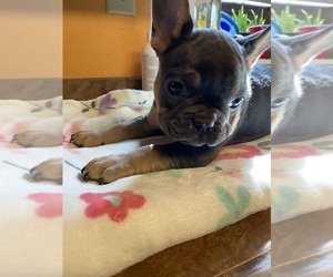 French Bulldog Puppy for Sale in HOPKINSVILLE, Kentucky USA