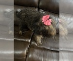 Small #3 Saint Berdoodle