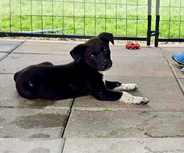 Medium Photo #1 German Shepherd Dog-Unknown Mix Puppy For Sale in Oakhurst, NJ, USA