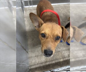 Chihuahua-Unknown Mix Dogs for adoption in San Bernardino, CA, USA