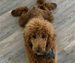 Small Photo #1 Goldador Doodle Puppy For Sale in HAMPSTEAD, NC, USA