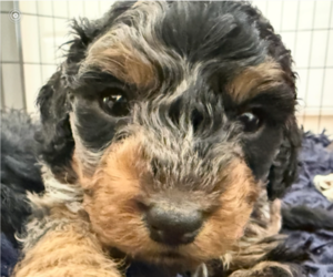 Bernedoodle mix (+ Poodle Standard) Puppy for sale in WAYLAND, MI, USA