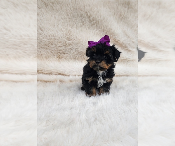 Medium Photo #2 Yorkshire Terrier Puppy For Sale in INDIANAPOLIS, IN, USA