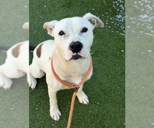 Mutt Dogs for adoption in Fayetteville, NC, USA