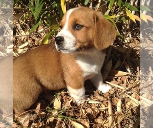 Beagi Puppy for sale in WARRIOR, AL, USA
