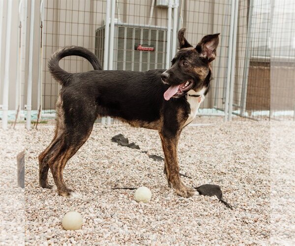Medium Photo #29 American Pit Bull Terrier-German Shepherd Dog Mix Puppy For Sale in Fargo, ND, USA