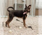 Small #28 American Pit Bull Terrier-German Shepherd Dog Mix