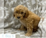Small Photo #2 Goldendoodle (Miniature) Puppy For Sale in MULBERRY, FL, USA