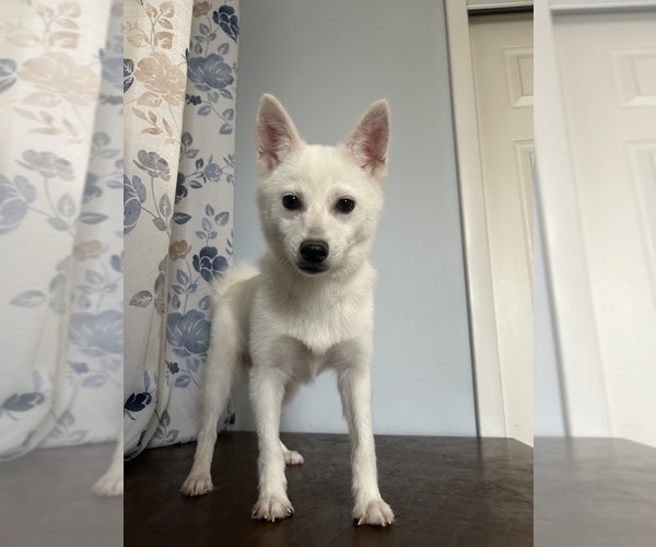 Medium Photo #25 Alaskan Klee Kai Puppy For Sale in DURHAM, CT, USA