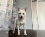 Small #24 Alaskan Klee Kai