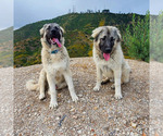 Small Photo #6 Anatolian Shepherd-Great Pyrenees Mix Puppy For Sale in AGOURA HILLS, CA, USA