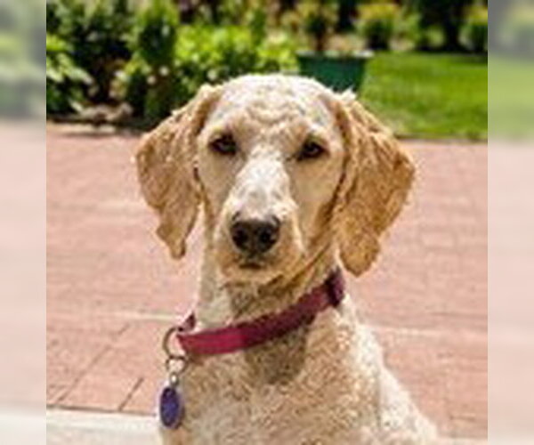 Medium Photo #2 Poodle (Standard) Puppy For Sale in Fremont, CA, USA