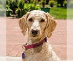 Small #1 Poodle (Standard)