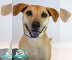 Small Labrador Retriever Mix