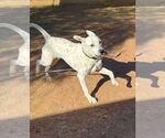 Small #1 Dalmatian-Labrador Retriever Mix