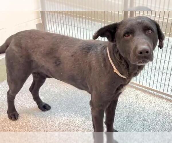 Medium Photo #4 Labrador Retriever Puppy For Sale in Houston, TX, USA