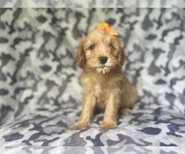 Medium Photo #7 Cavapoo Puppy For Sale in LAKELAND, FL, USA