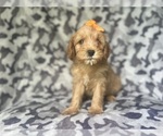 Small #6 Cavapoo