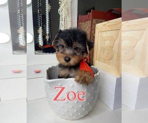 Yorkshire Terrier Puppy for sale in STONE MOUNTAIN, GA, USA