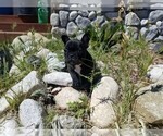 Small Photo #3 French Bulldog Puppy For Sale in SANTA CLARITA, CA, USA
