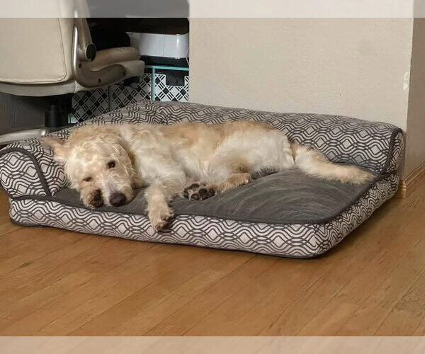 Medium Photo #3 Labradoodle Puppy For Sale in San Diego, CA, USA