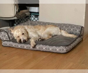 Rudy - Male Labradoodle Dog for Adoption - Photo #3