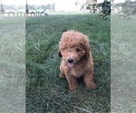 Small Photo #7 Labradoodle-Poodle (Miniature) Mix Puppy For Sale in BOWLING GREEN, KY, USA