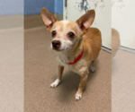 Small #6 Chihuahua Mix
