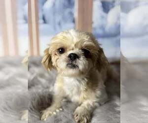 Mother of the Shih Tzu puppies born on 12/17/2024