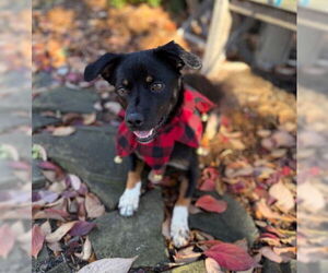 Chihuahua-Unknown Mix Dogs for adoption in Warrenton, VA, USA