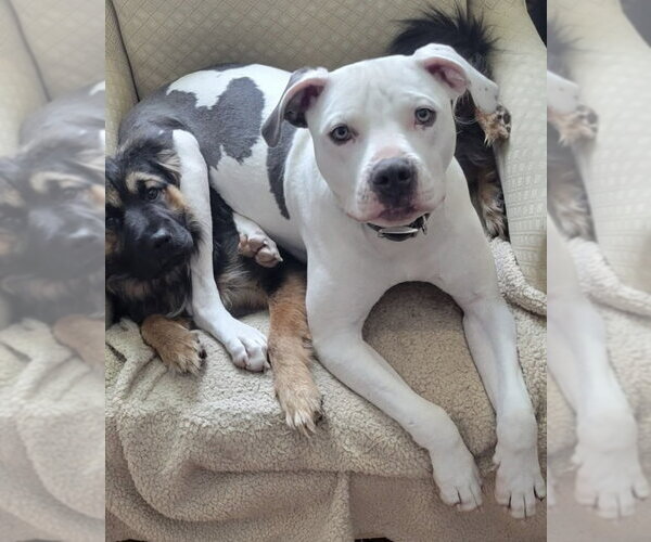 Medium Photo #25 American Pit Bull Terrier-Unknown Mix Puppy For Sale in Germantown, OH, USA