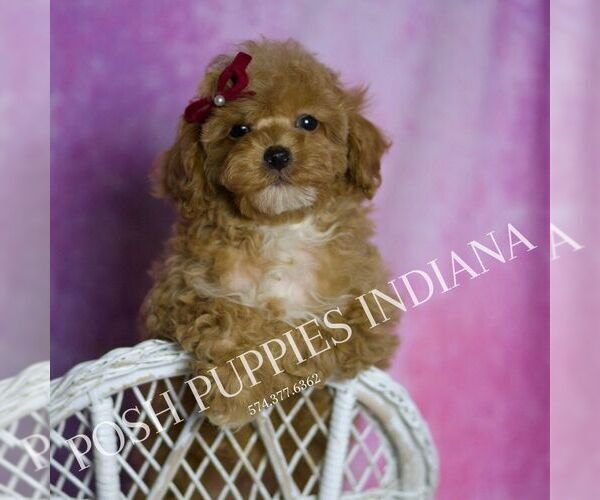 Medium Photo #4 Poodle (Miniature) Puppy For Sale in WARSAW, IN, USA