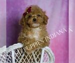 Small #3 Poodle (Miniature)