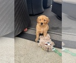 Small #4 Golden Retriever