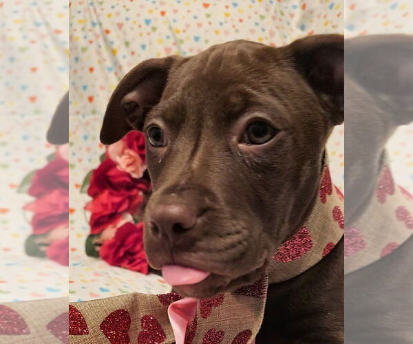 Medium Photo #9 Mutt Puppy For Sale in Mooresville, NC, USA