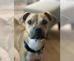 Small #27 Black Mouth Cur Mix