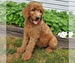 Small Photo #4 Labradoodle-Poodle (Standard) Mix Puppy For Sale in LEOLA, PA, USA