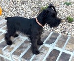 Small #3 Schnauzer (Miniature)