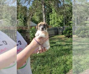 Jack Russell Terrier Puppy for sale in BIRDSBORO, PA, USA