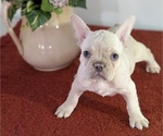 Small Photo #16 French Bulldog Puppy For Sale in GOSHEN, IN, USA
