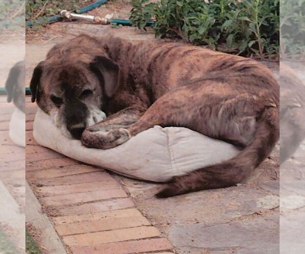 Medium Photo #3 Bullboxer Pit Puppy For Sale in Salt Lake City, UT, USA