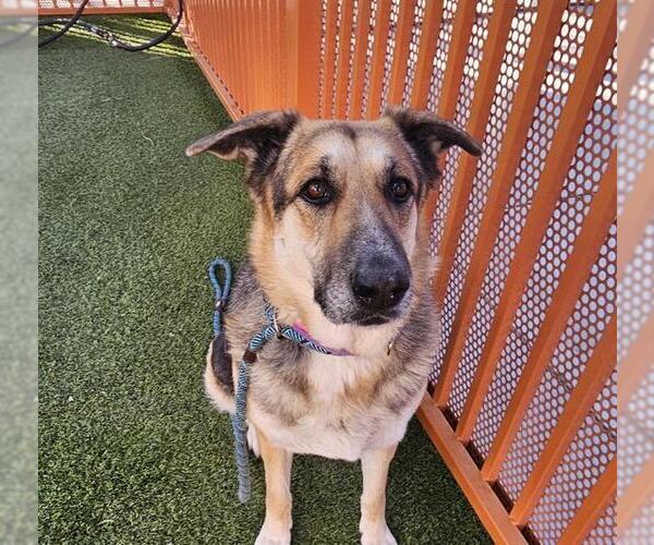 Medium Photo #1 German Shepherd Dog-Unknown Mix Puppy For Sale in Las Vegas, NV, USA