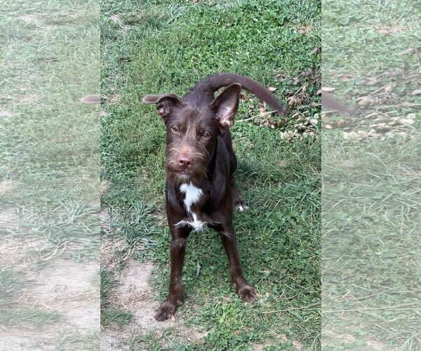 Medium Photo #2 Mutt Puppy For Sale in Harrisburg, PA, USA