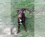 Small #1 Mutt