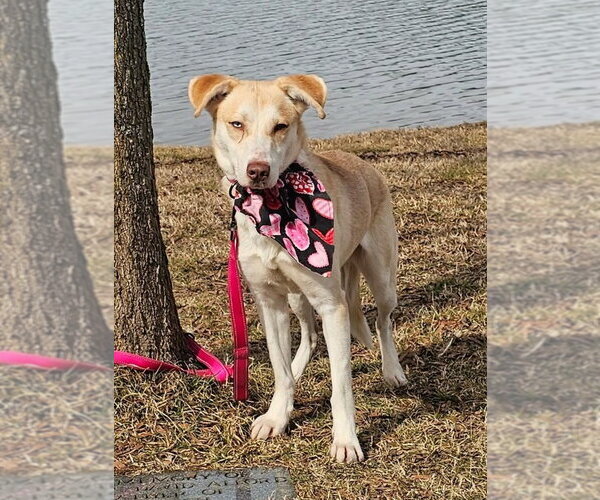 Medium Photo #4 Siberian Husky-Unknown Mix Puppy For Sale in Cookeville, TN, USA