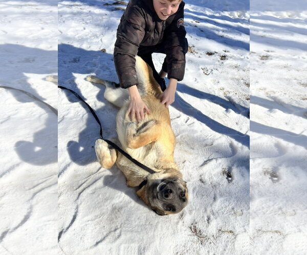 Medium Photo #10 German Shepherd Dog-Unknown Mix Puppy For Sale in Sebec, ME, USA