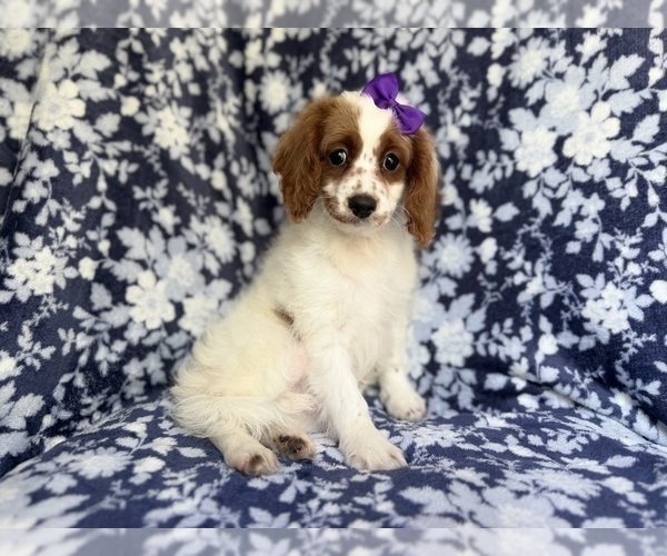 Medium Photo #4 Cavapoo (Miniature) Puppy For Sale in LAKELAND, FL, USA