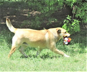 Ellie - Female Retriever -Unknown Mix Dog for Adoption - Photo #4