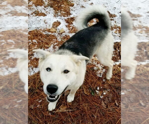 Medium Photo #5 Siberian Husky Puppy For Sale in Severn, MD, USA