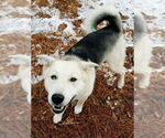 Small #4 Siberian Husky
